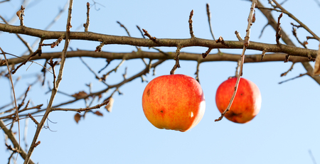 picture of a Apples on tree on november morning,forgotten in harvestの写真素材