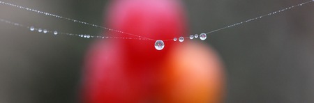 picture of a The spider web with dew drops. Abstract background