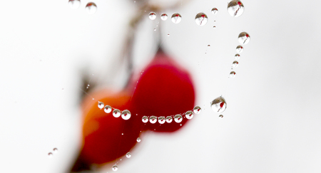 picture of a The spider web with dew drops. Abstract backgroundの写真素材