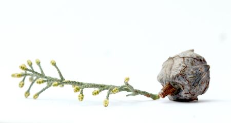 pictures of a cones of a evergreen coniferous tree on white