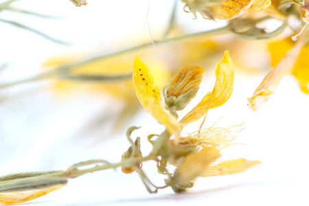 picture of a Perforate St Johns-Wort Flowers on White Backgroundの写真素材
