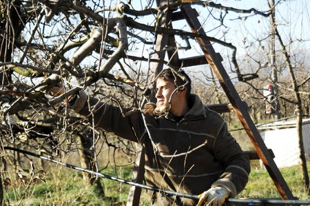 RESEN, MACEDONIA. DECEMBER 3, 2016-Young Farmer pruning apple tree in orchard in Resen, Prespa,...