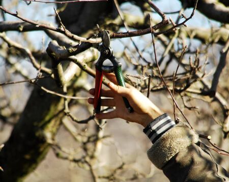 picture of winter Pruning apple tree