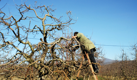 RESEN, MACEDONIA. DECEMBER 3, 2016- Farmer pruning apple tree in orchard in Resen, Prespa, Macedonia. Prespa is well known region in Macedonia on producing high quality apples.のeditorial素材