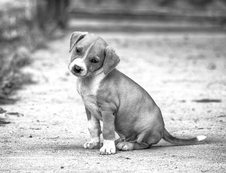 cute mixed breed puppyの写真素材