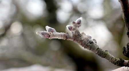 Picture of a Bud of the apple tree on decemberの写真素材