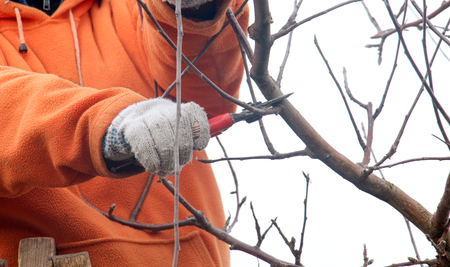 picture of a man pruning apple tree in decemberの写真素材
