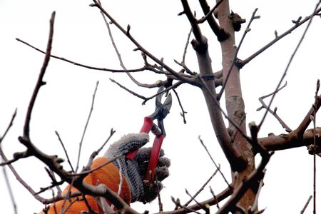 picture of a man pruning apple tree in december