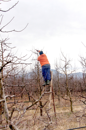 Pruning apple treeの写真素材