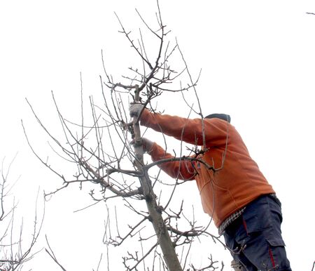 picture of a man pruning apple tree in december