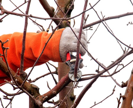 picture of a man pruning apple tree in decemberの写真素材