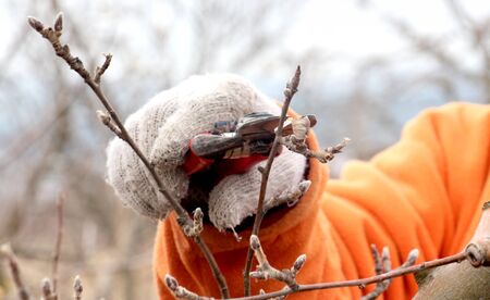 picture of a man pruning apple tree in december