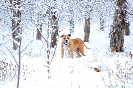 image American Staffordshire Terrier in a snow,winter themeの写真素材
