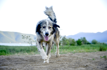 picture of a stray dog walking on the sandの写真素材