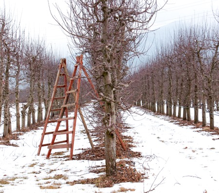 image of an apple orchard in winterの写真素材