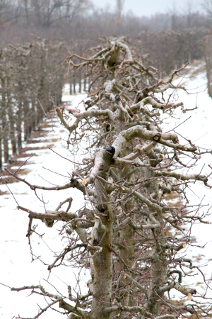 image of an apple orchard in winter