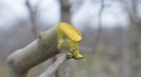 Winter pruned and protected apple tree