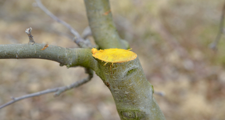 Winter pruned and protected apple tree