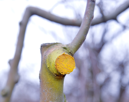 Winter pruned and protected apple tree