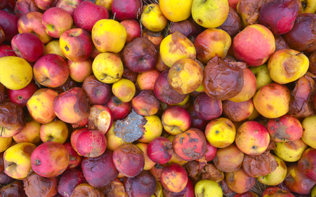 Rotten apple, many appleの写真素材