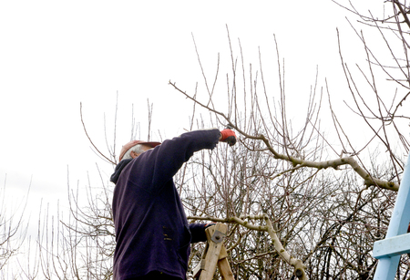 image of a pruning apple orchard in winter,february