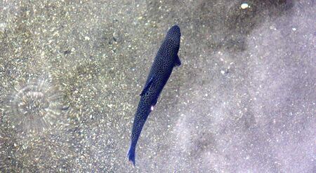 image of a trout growing in a water of fish farm