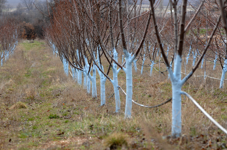 Cherry trees treated with Bordeaux mixture to combat mildew. Bordeaux mixture is allowed in organic agriculture and protects against blight and other diseases in plants.の写真素材