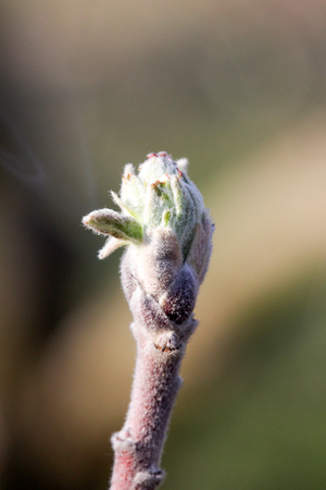 image of a Buds on an apple tree before blossoming Bright sunshine.の写真素材
