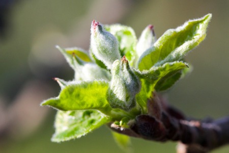 image of a Buds on an apple tree before blossoming Bright sunshine.の写真素材