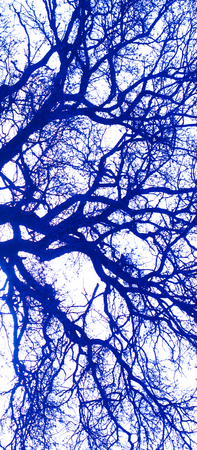 tree branches and twigs like blood vessels.effects added