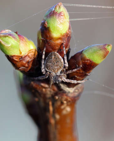 image of a brown spider on a cherry twigの写真素材