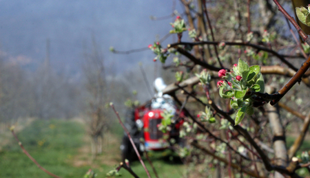 Tractor sprays insecticide in apple orchard just before blossoming