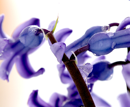 image of a spring flowers hyacints Close up,shallow dofの写真素材