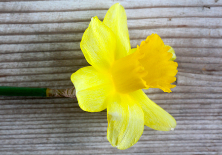 image of a yellow daffodil flowers blooming , spring themeの写真素材