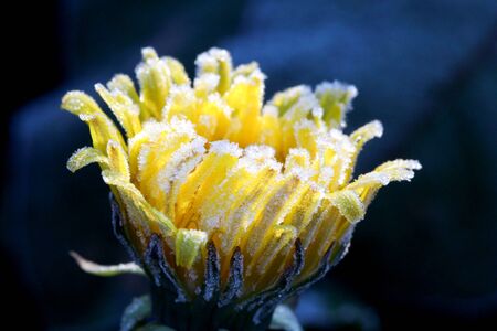 image of a spring frozen dandelion ,morning frost on a yellow flowerの写真素材