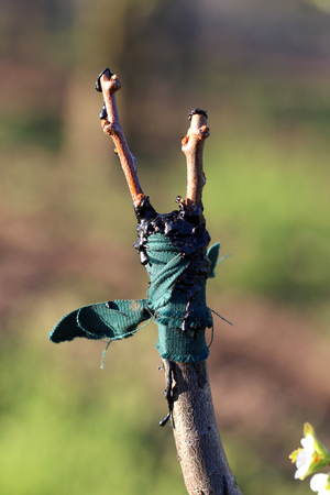 image of a grafting fruit tree in an apple orchardin springの写真素材