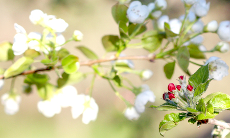 image of a First Spring apple blossoms,morning shotの写真素材