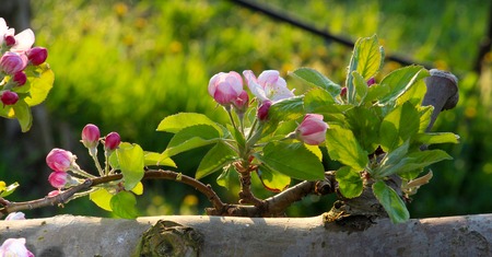 image of a fragile , beautiful blossom of an apple tree.morning shotの写真素材