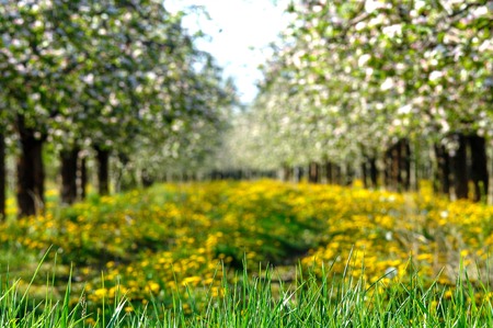 blossoming apple tree in orchard,spring tehemeの写真素材