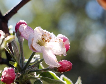 morning frost on an apple blossoms,april 21,2017.region of prespa in macedoniaの写真素材