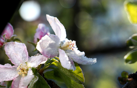 morning frost on an apple blossoms,april 21,2017.region of prespa in macedoniaの写真素材