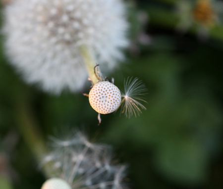 image of a dandelion flower on the field ,close upの写真素材