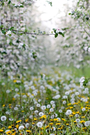 image of a dandelion flowers in a apple orchardの写真素材