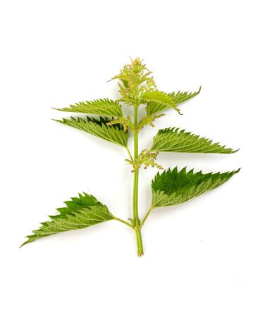 Stinging nettle on white background,image of aの写真素材
