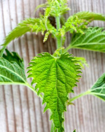 Stinging nettle isolated on wood background,image of aの写真素材