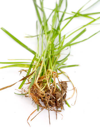 grass on whiteの写真素材
