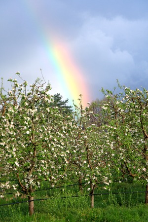 rainbow over blossomin apple orchard,image of aの写真素材