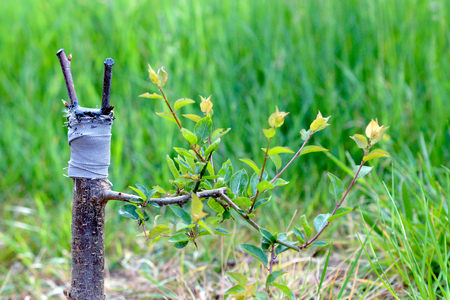 grafted fruit tree in an orchard,picture of aの写真素材