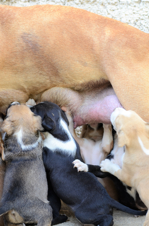 female dog of american staffordshire terrier feeding up puppiesの写真素材