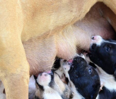 female dog of american staffordshire terrier feeding up puppiesの写真素材